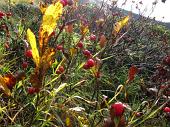 08 Bacche rosse